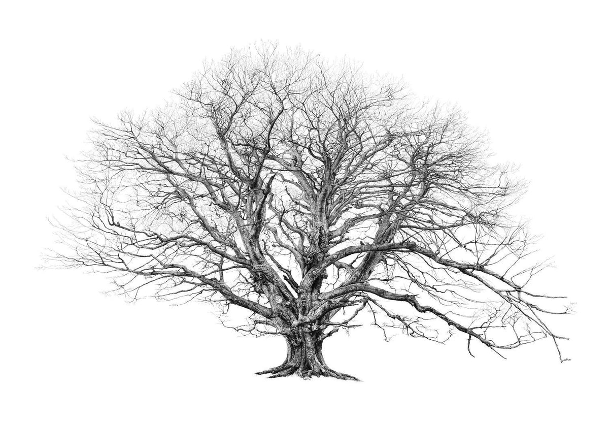 The King Beech (Large) - Framed by CJP