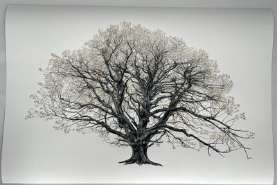 The King Beech (Medium) 22k SE