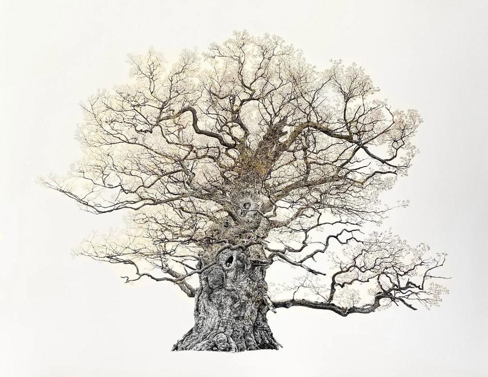 The Majesty Oak 24k